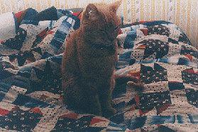 My old cat, Ralph, sits in the middle of my Bears Paw quilt.