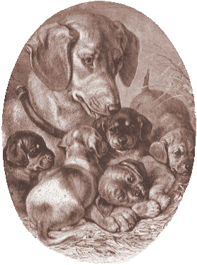 Dog with Puppies